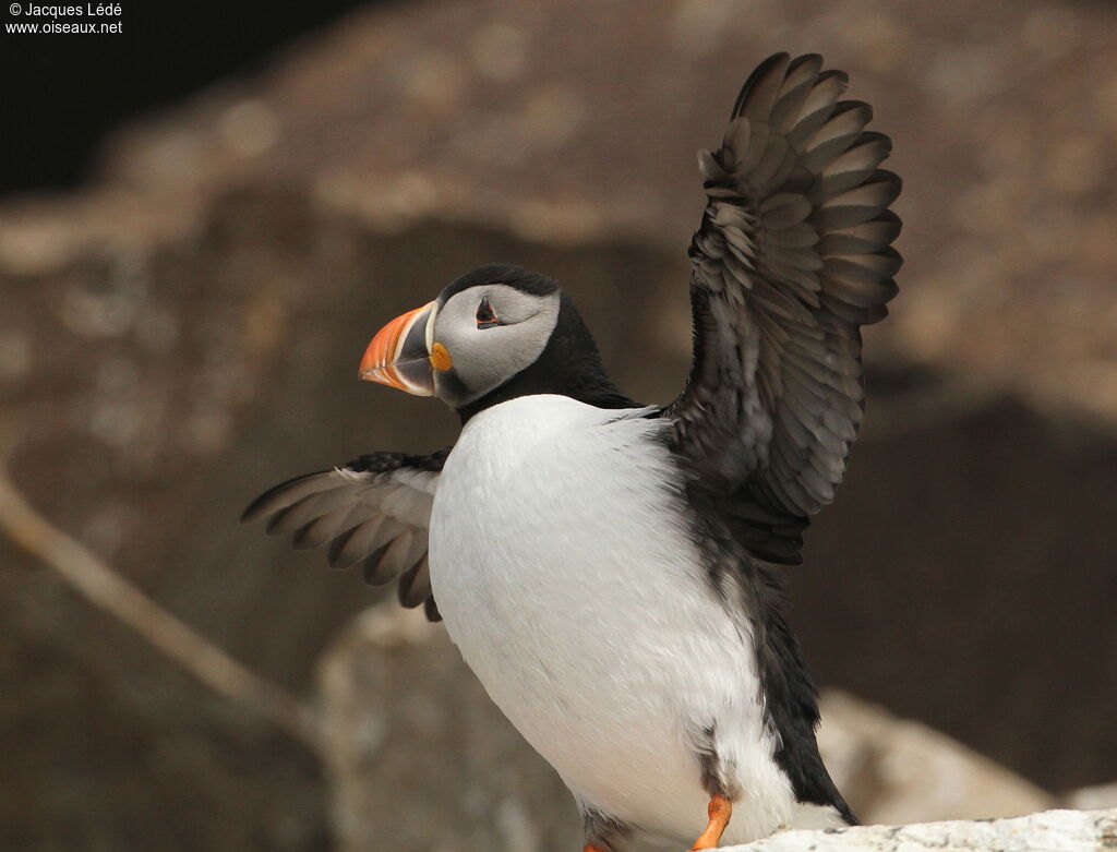 Atlantic Puffin