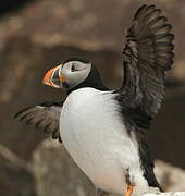 Atlantic Puffin