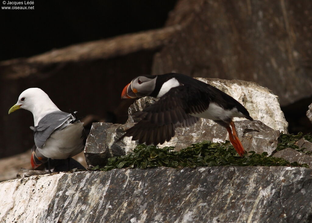 Atlantic Puffin