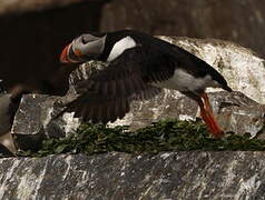 Atlantic Puffin