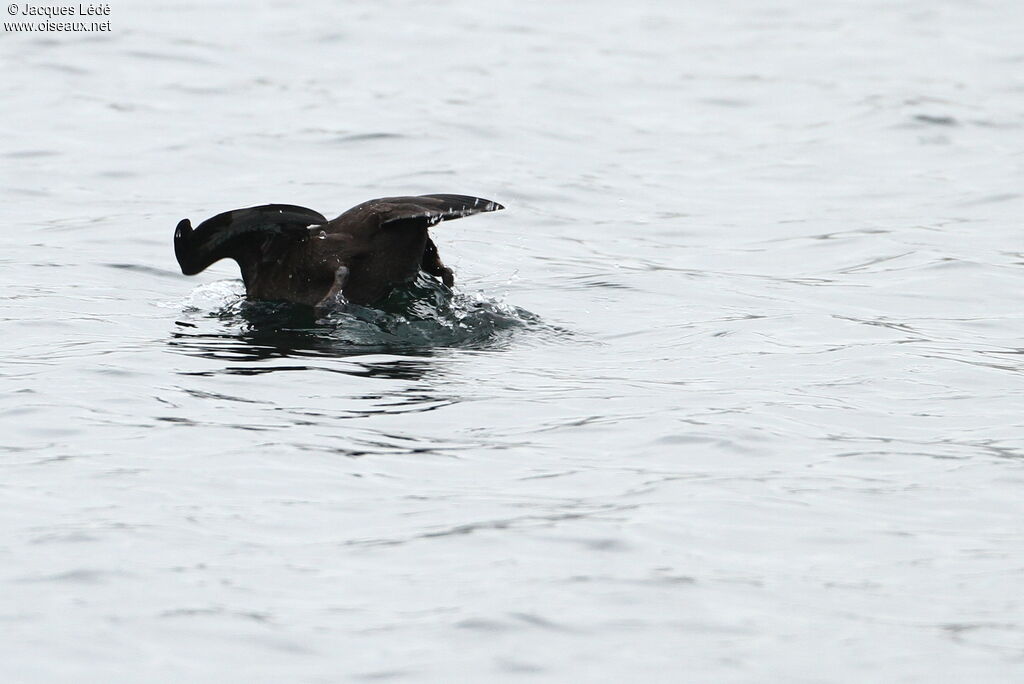 Velvet Scoter