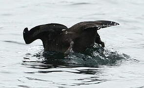 Velvet Scoter