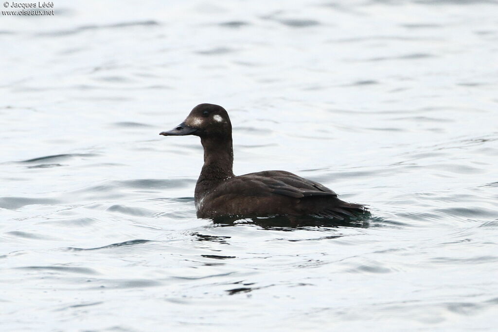 Macreuse brune