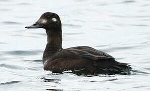 Velvet Scoter