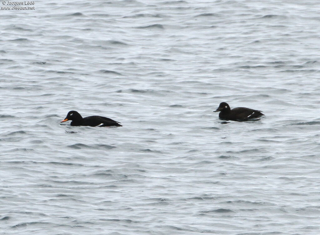 Velvet Scoter