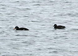 Velvet Scoter