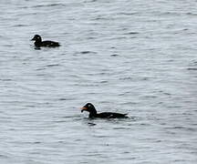 Velvet Scoter