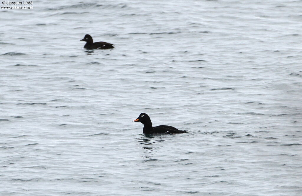 Velvet Scoter