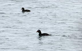 Velvet Scoter