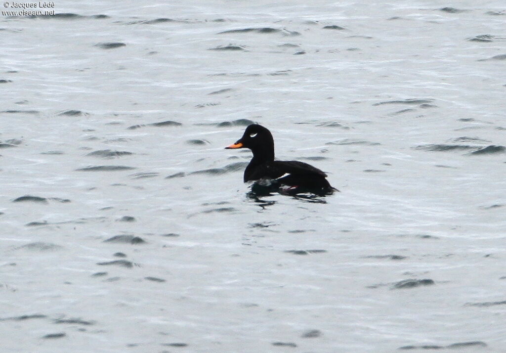 Velvet Scoter