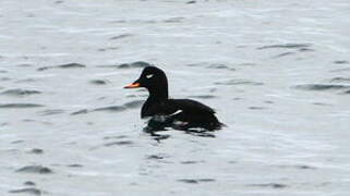 Velvet Scoter