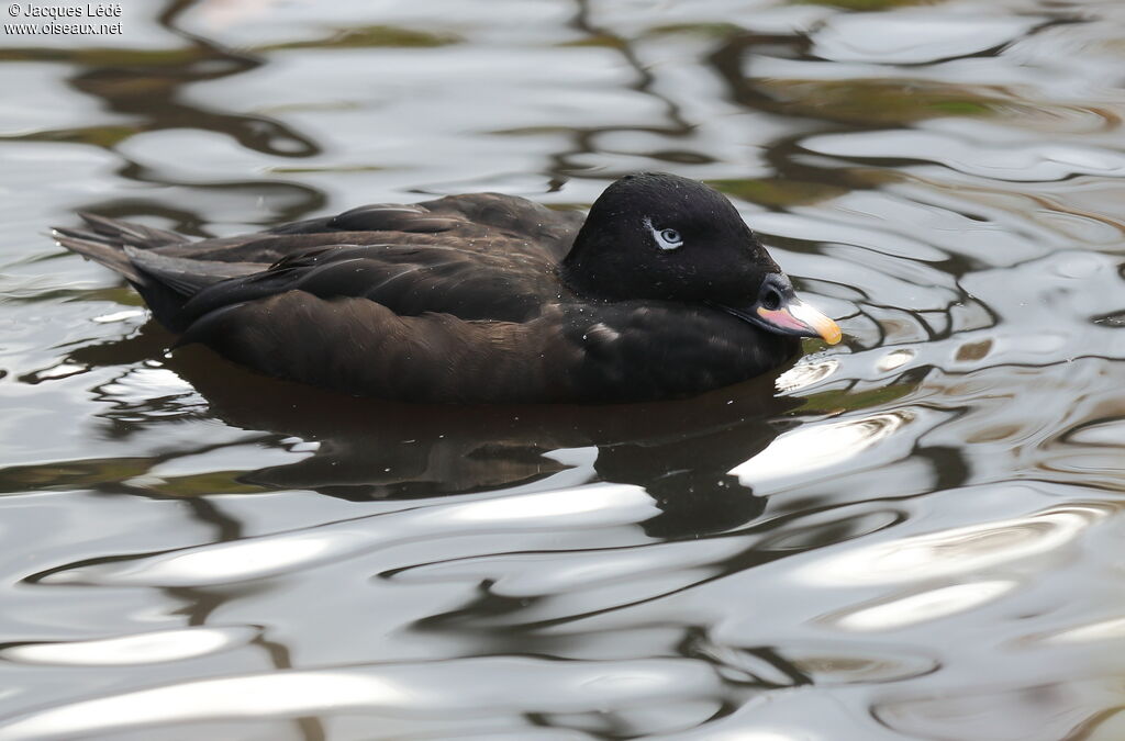 Macreuse brune