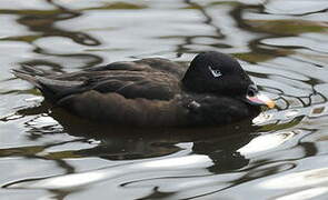 Velvet Scoter