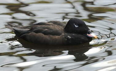 Macreuse brune