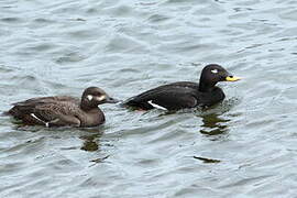 Velvet Scoter