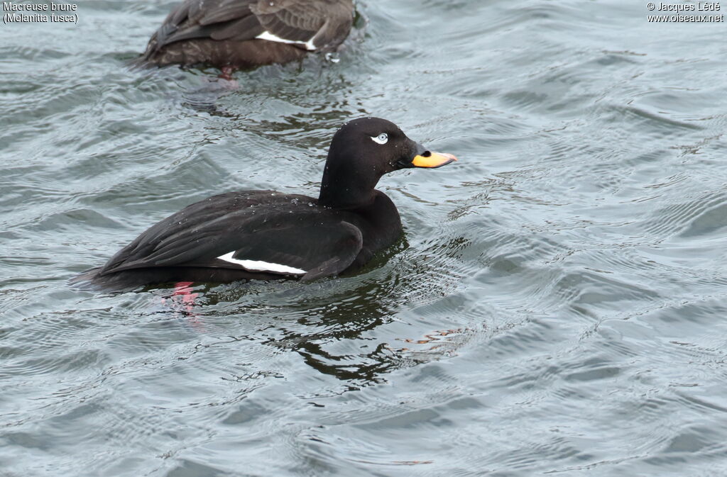 Velvet Scoter