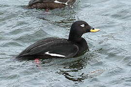 Velvet Scoter