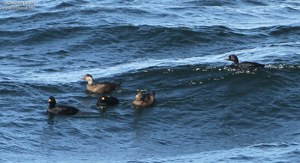 Common Scoter