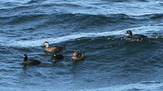 Common Scoter