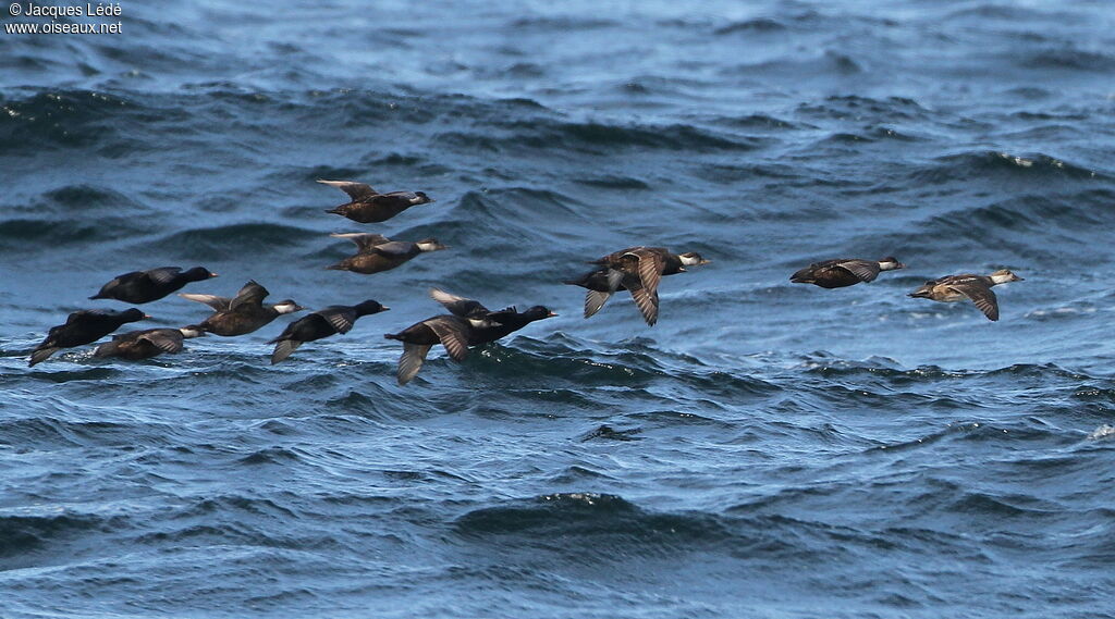 Common Scoter