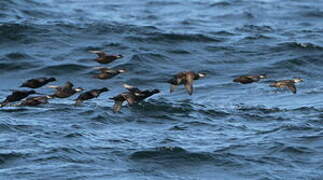 Common Scoter