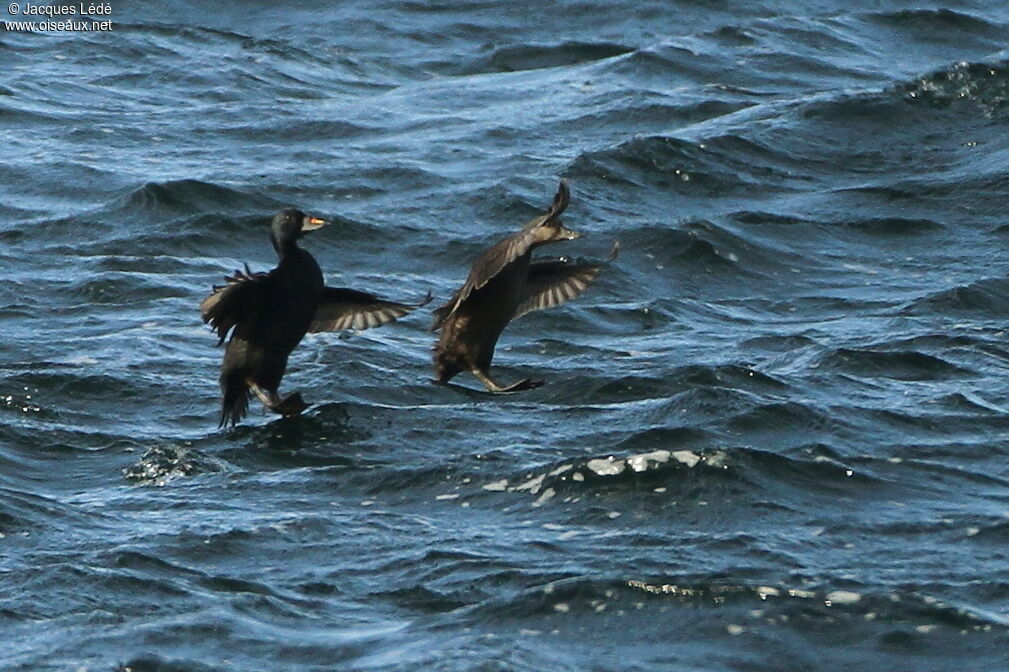 Common Scoter