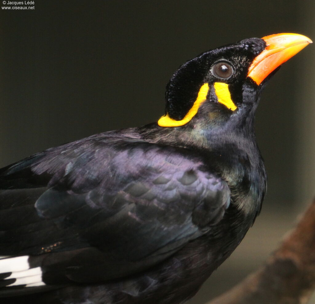 Common Hill Myna