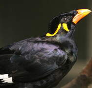 Common Hill Myna