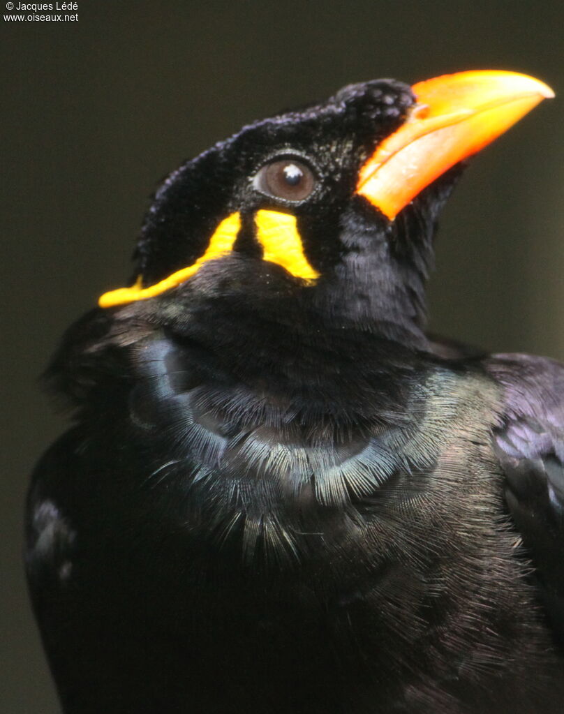 Common Hill Myna