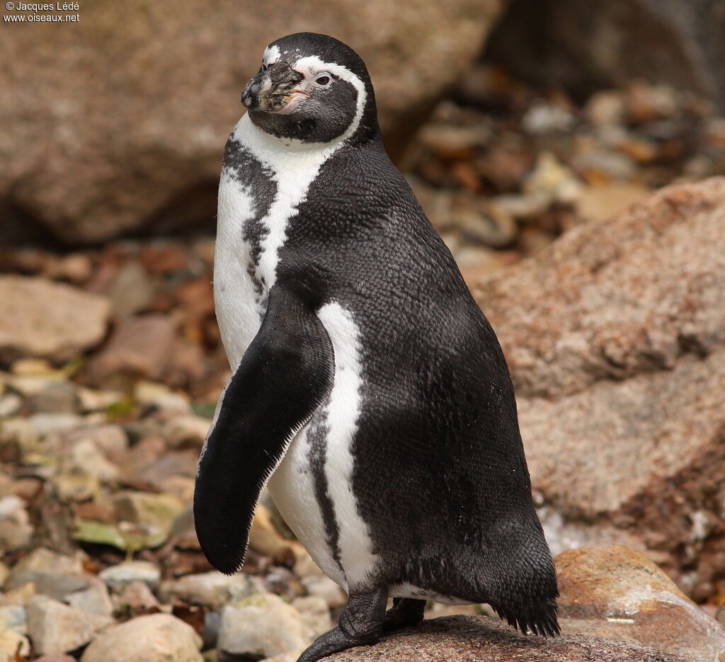 Humboldt Penguin