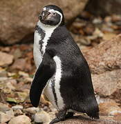 Humboldt Penguin