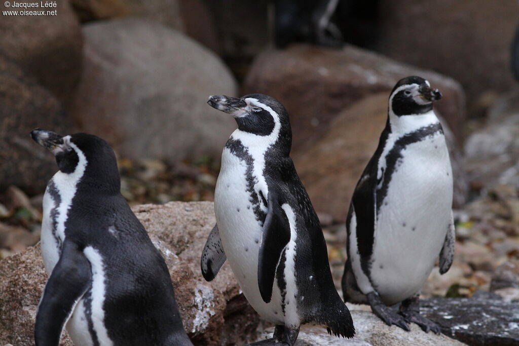 Humboldt Penguin