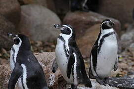 Humboldt Penguin