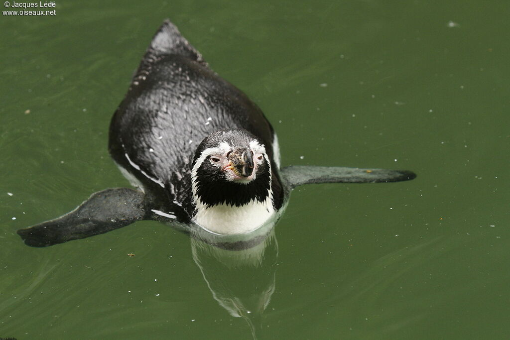 Humboldt Penguin