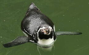 Humboldt Penguin