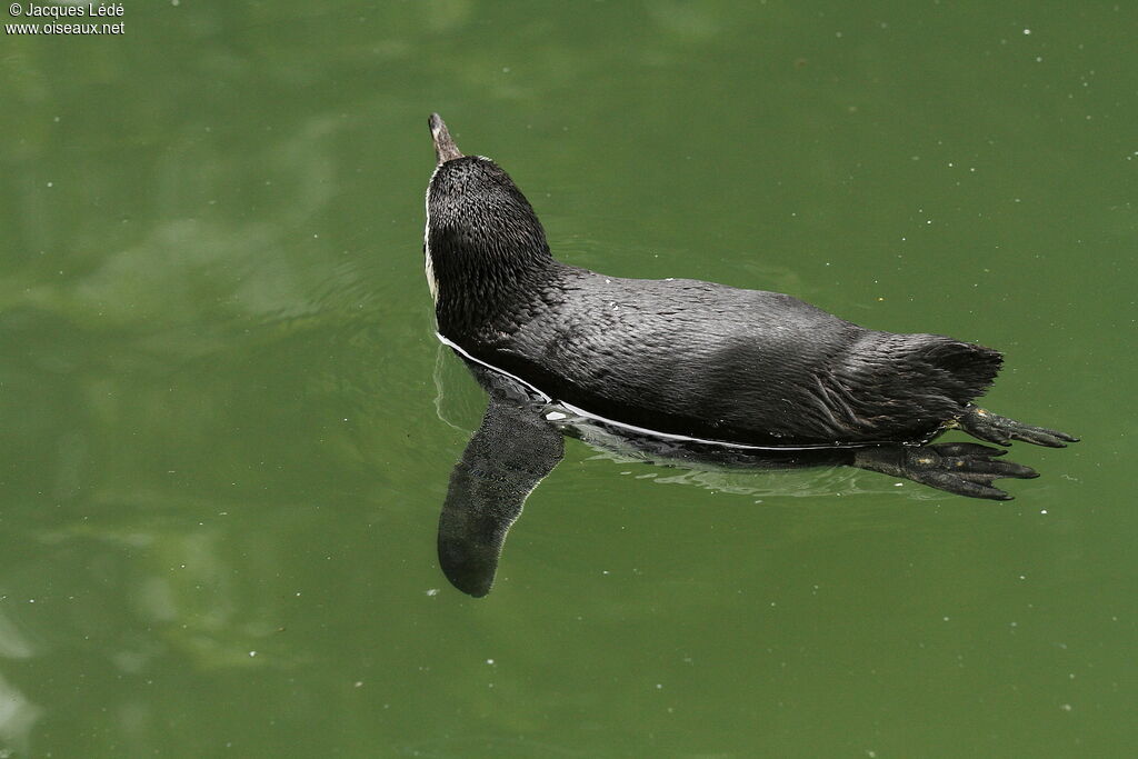 Humboldt Penguin