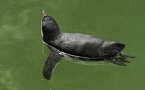 Humboldt Penguin