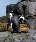 African Penguin