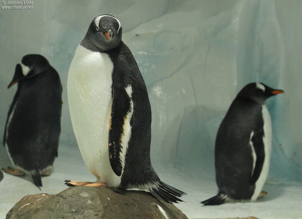 Gentoo Penguin