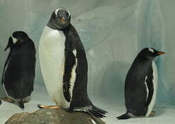 Gentoo Penguin