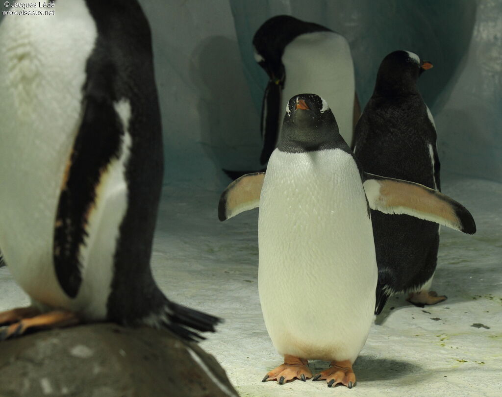 Gentoo Penguin