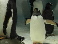 Gentoo Penguin