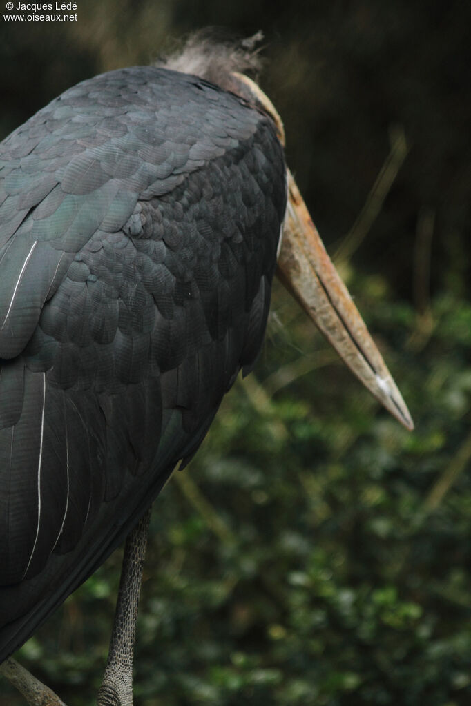 Lesser Adjutant