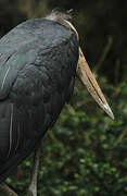 Lesser Adjutant