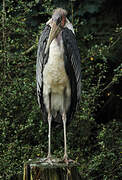 Marabou Stork