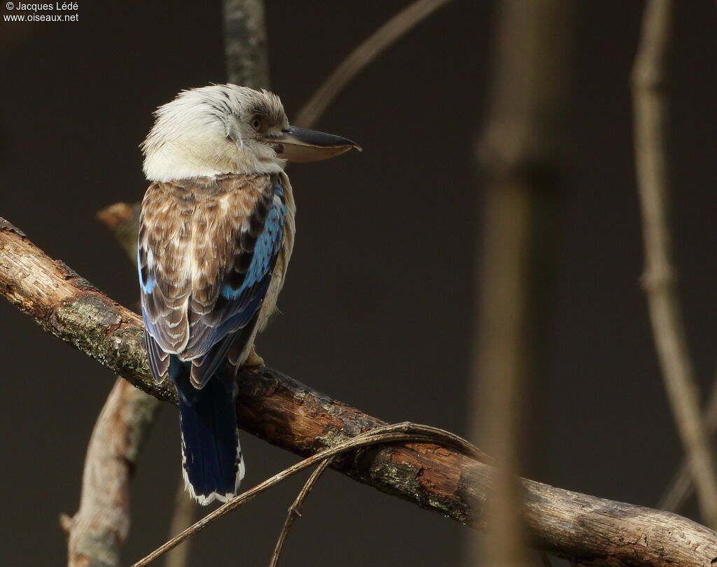 Martin-chasseur à ailes bleues