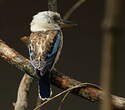 Martin-chasseur à ailes bleues