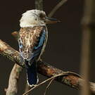Martin-chasseur à ailes bleues