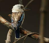 Martin-chasseur à ailes bleues