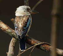 Blue-winged Kookaburra